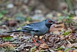 Red-legged Thrush